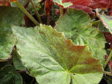 B. ‘Black Cauldron’